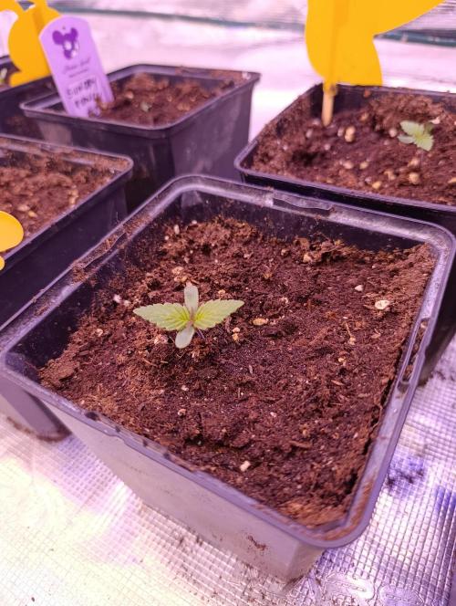 Sour Puffs Xpertnutrients. Week 1