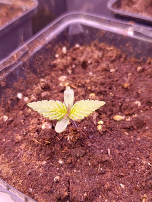 Sour Puffs Xpertnutrients. Week 1