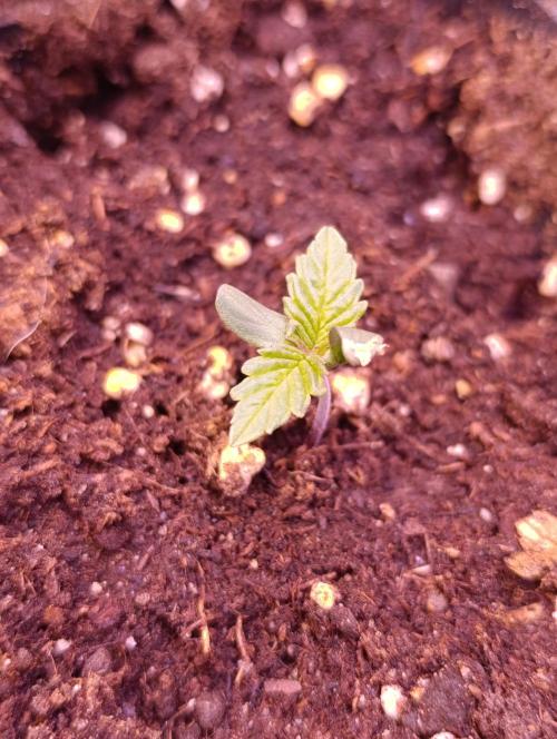 Sour Puffs Xpertnutrients. Week 1