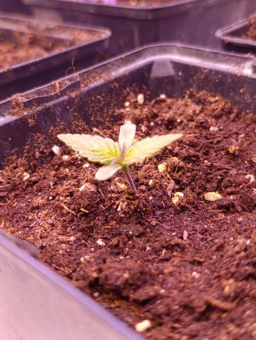 Sour Puffs Xpertnutrients. Week 1