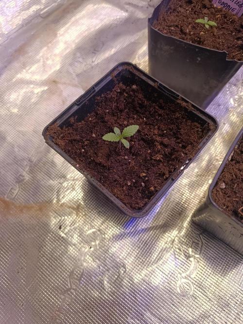 Cali Crasher Marshydro. Week 1