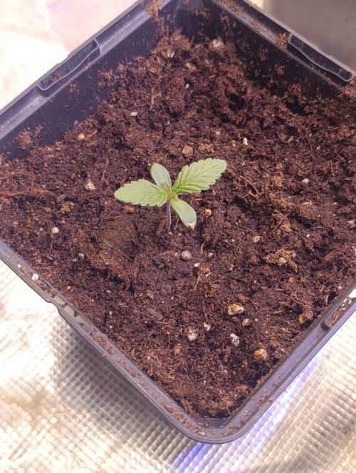 Cali Crasher Marshydro. Week 1