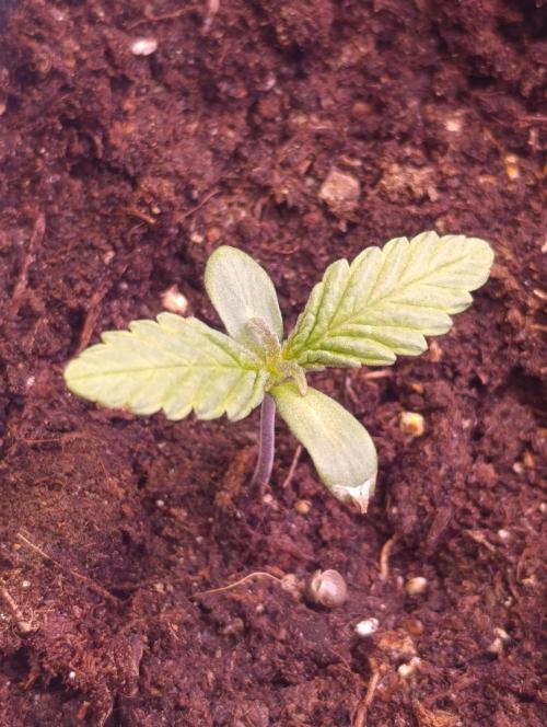 Cali Crasher Marshydro. Week 1