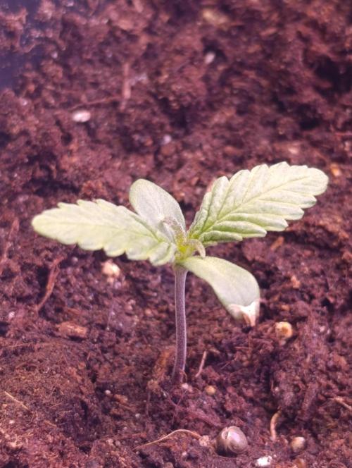 Cali Crasher Marshydro. Week 1