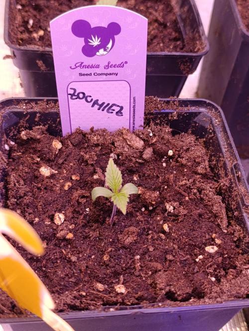 Zoomiez & Marshydro. Week 1