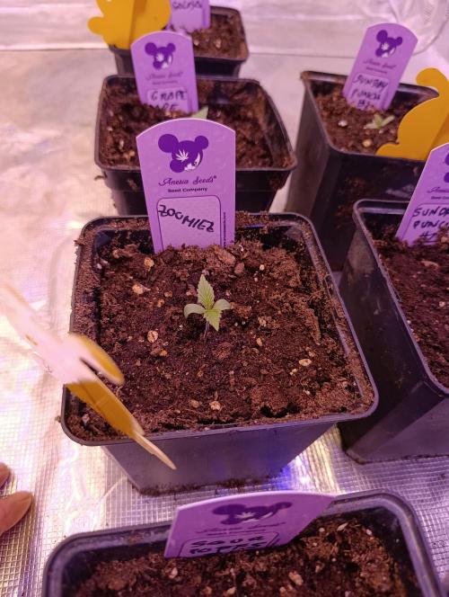 Zoomiez & Marshydro. Week 1