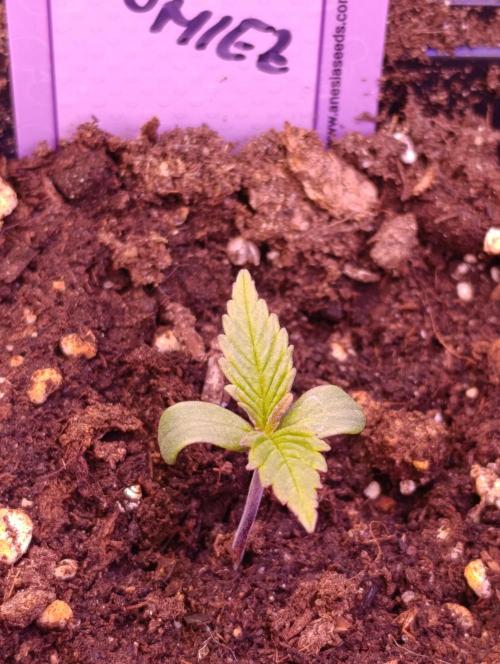 Zoomiez & Marshydro. Week 1