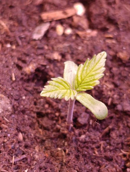 Red Banana Pudding II Marshydro. Week 1