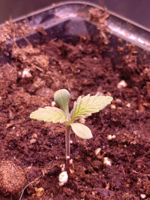 Red Banana Pudding II Marshydro. Week 1