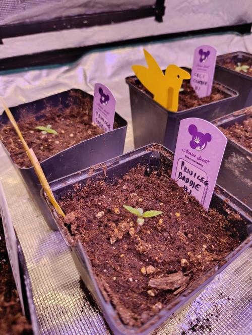 Privileged Baddie Xpertnutrients. Week 1