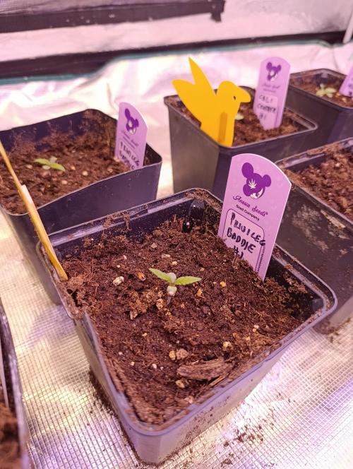 Privileged Baddie Xpertnutrients. Week 1