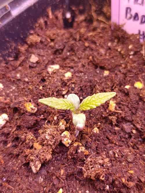 Privileged Baddie Xpertnutrients. Week 1