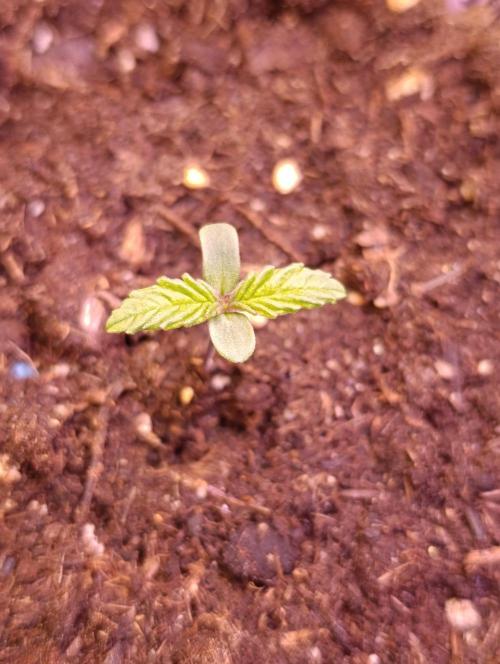 Privileged Baddie Xpertnutrients. Week 1