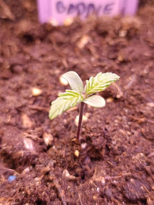 Privileged Baddie Xpertnutrients. Week 1