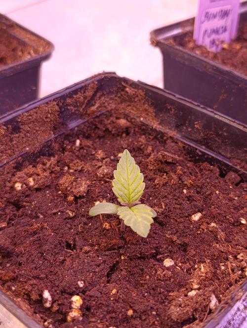 Grape Ape Marshydro. Week 1