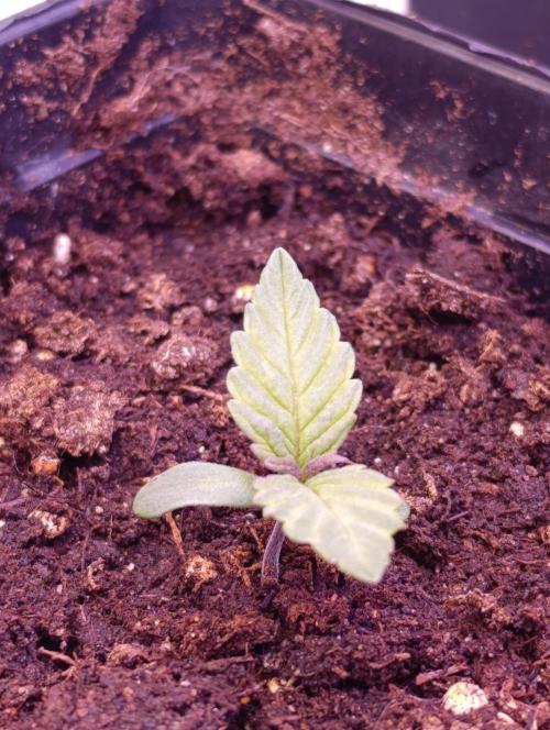 Grape Ape Marshydro. Week 1