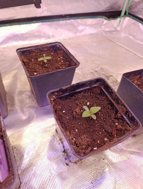 Isla Mirage Xpertnutrients. Week 1