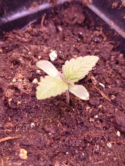 Isla Mirage Xpertnutrients. Week 1