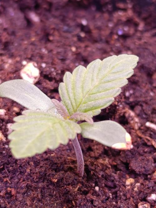 Isla Mirage Xpertnutrients. Week 1