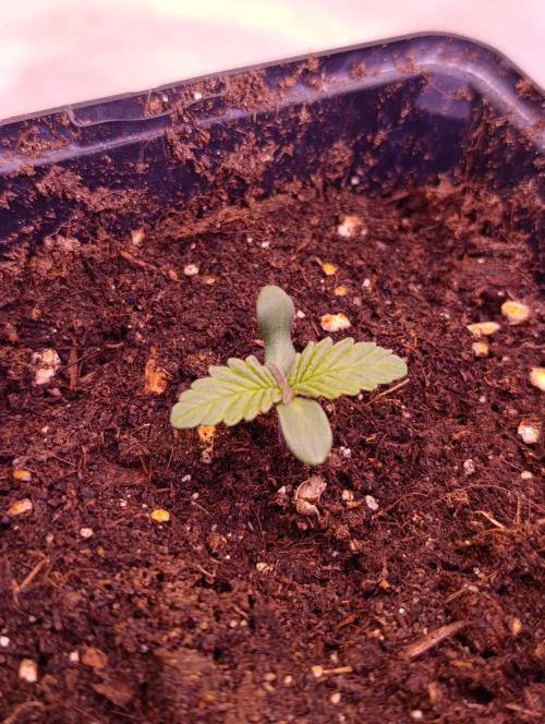 Isla Mirage Xpertnutrients. Week 1