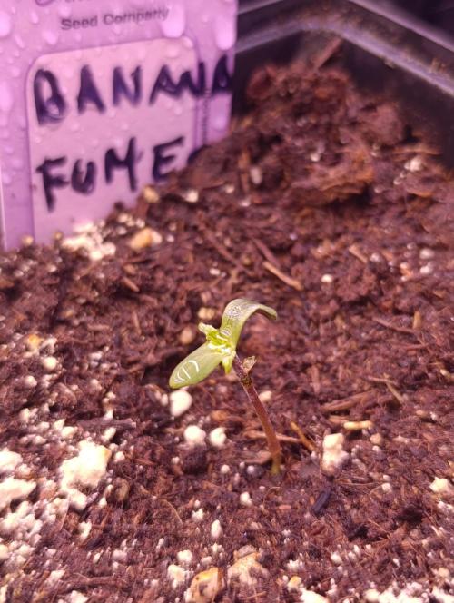 Banana Fumes. Week 0