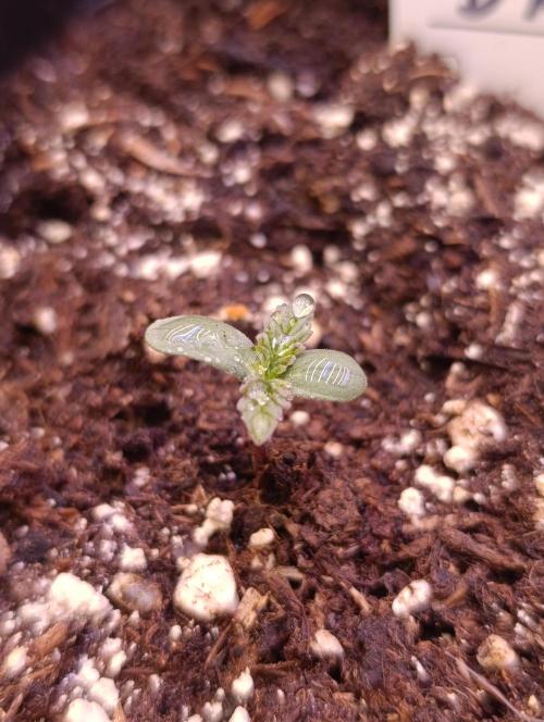 Sundae Driver Marshydro. Week 0