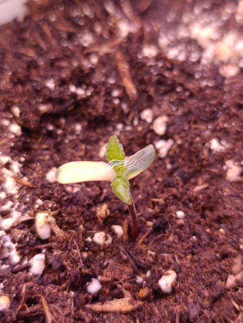 Zingatsu Xpertnutrients. Week 0