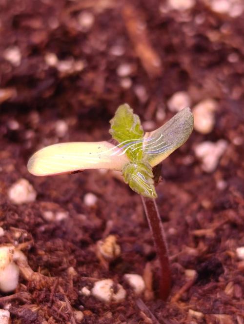 Zingatsu Xpertnutrients. Week 0