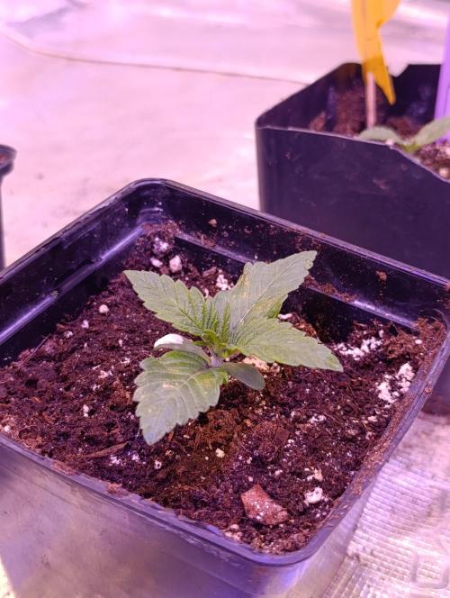 Isla Mirage Xpertnutrients. Week 2