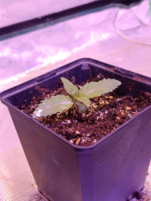Isla Mirage Xpertnutrients. Week 2