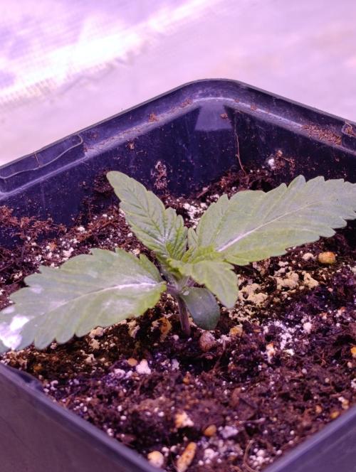 Isla Mirage Xpertnutrients. Week 2