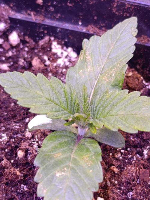 Isla Mirage Xpertnutrients. Week 2