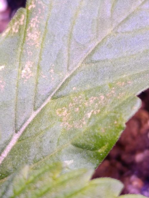 Isla Mirage Xpertnutrients. Week 2