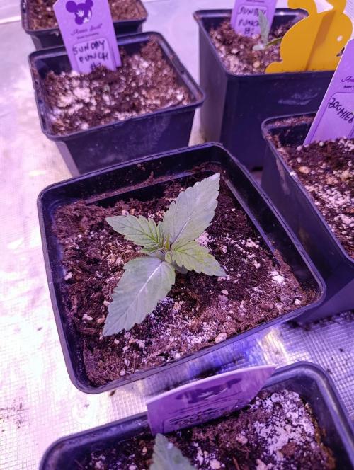 Grape Ape Marshydro. Week 2