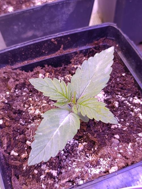 Grape Ape Marshydro. Week 2