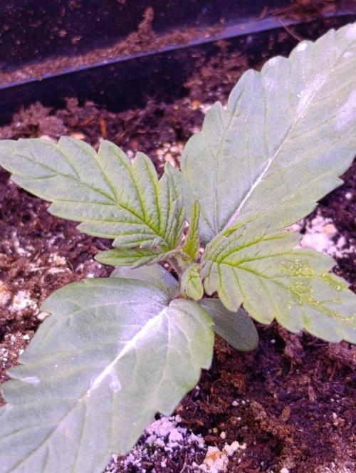 Grape Ape Marshydro. Week 2