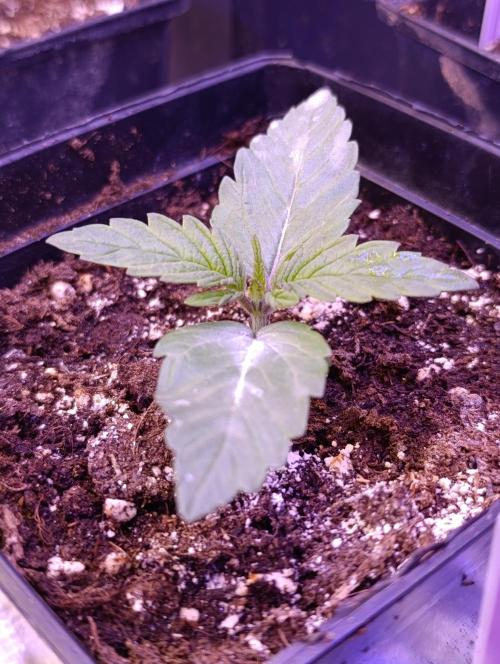 Grape Ape Marshydro. Week 2