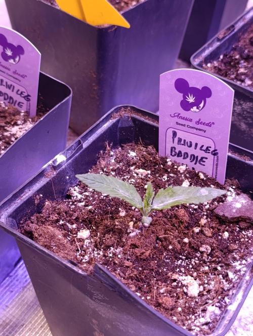 Privileged Baddie Xpertnutrients. Week 2