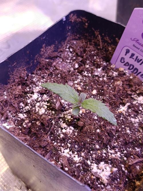 Privileged Baddie Xpertnutrients. Week 2