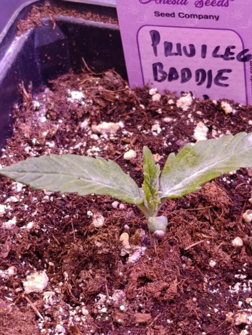 Privileged Baddie Xpertnutrients. Week 2
