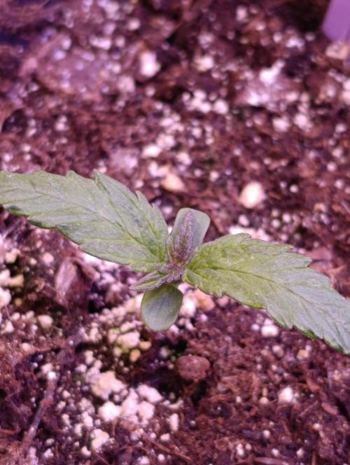 Privileged Baddie Xpertnutrients. Week 2