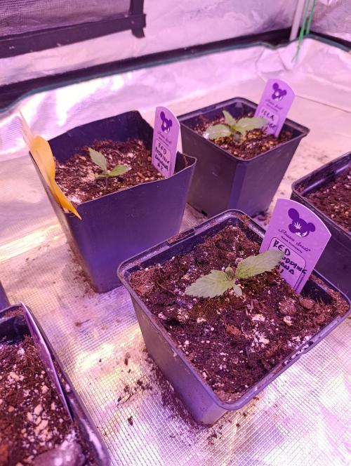 Red Banana Pudding II Marshydro. Week 2