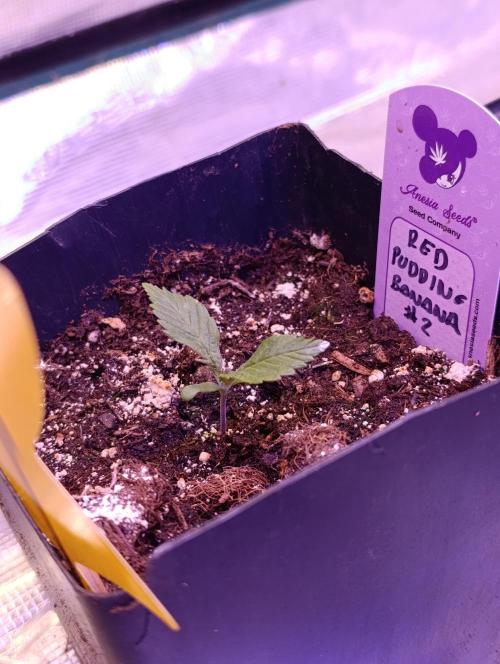 Red Banana Pudding II Marshydro. Week 2