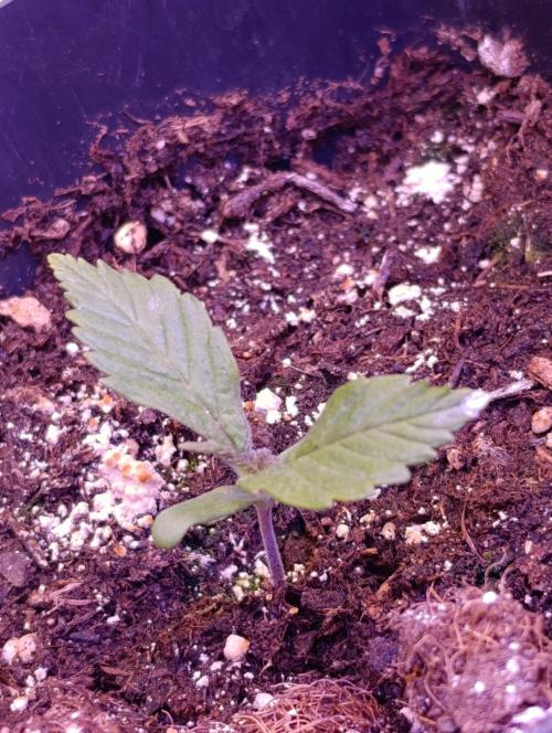 Red Banana Pudding II Marshydro. Week 2