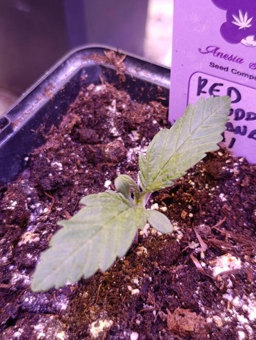 Red Banana Pudding II Marshydro. Week 2