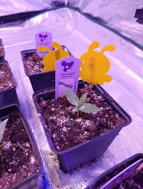 Zoomiez & Marshydro. Week 2