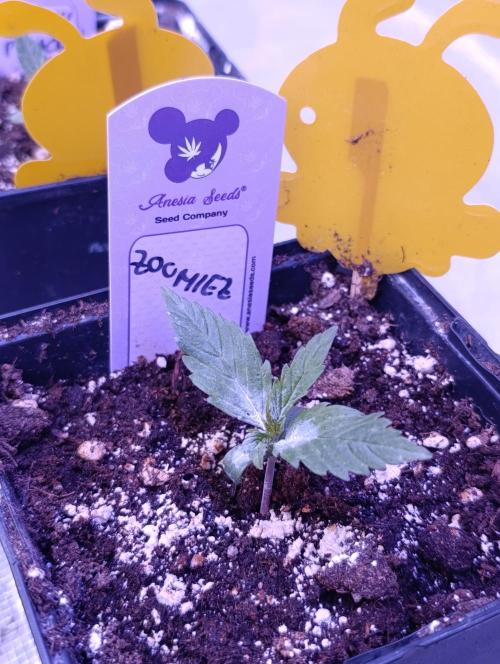 Zoomiez & Marshydro. Week 2