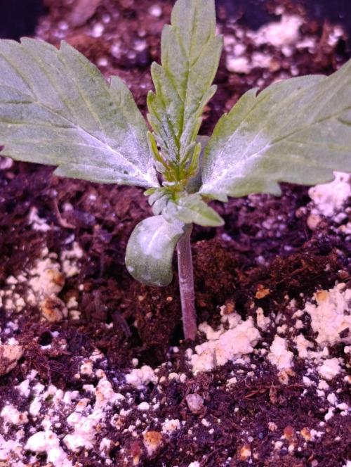 Zoomiez & Marshydro. Week 2