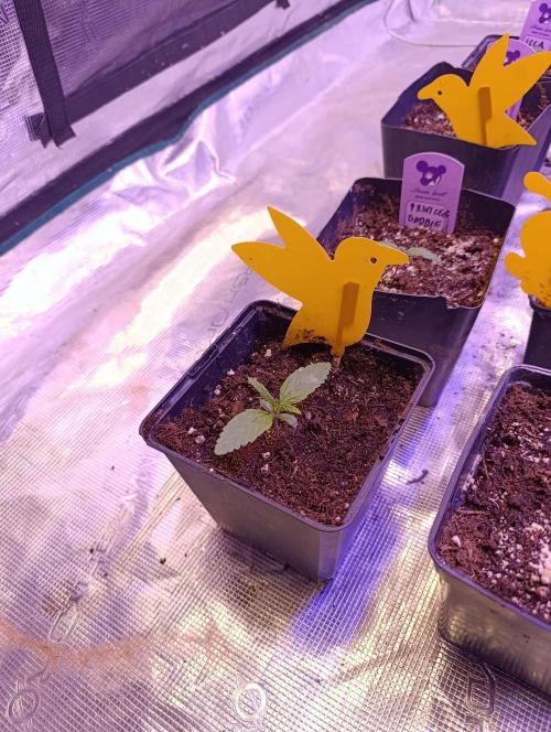 Cali Crasher Marshydro. Week 2