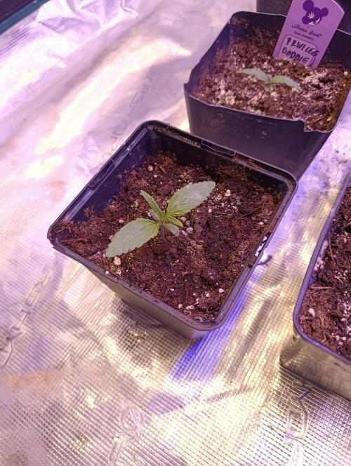 Cali Crasher Marshydro. Week 2